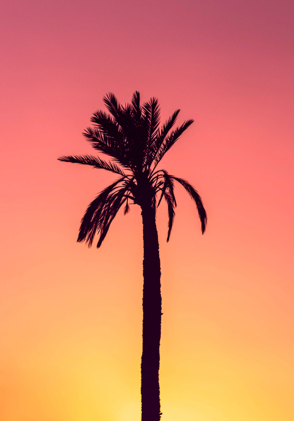 Palm tree silhouette